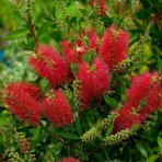Tyčinkovec vŕbovitý (Callistemon viminalis) ´RED ROCKET´® - výška 10-20 cm, kont. C2L