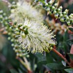 Tyčinkovec kopijovitolistý (Callistemon pallidus) ´BIANCO´ PENDULA - výška 200-220 cm, kont. C15L -  NA KMIENKU, biely