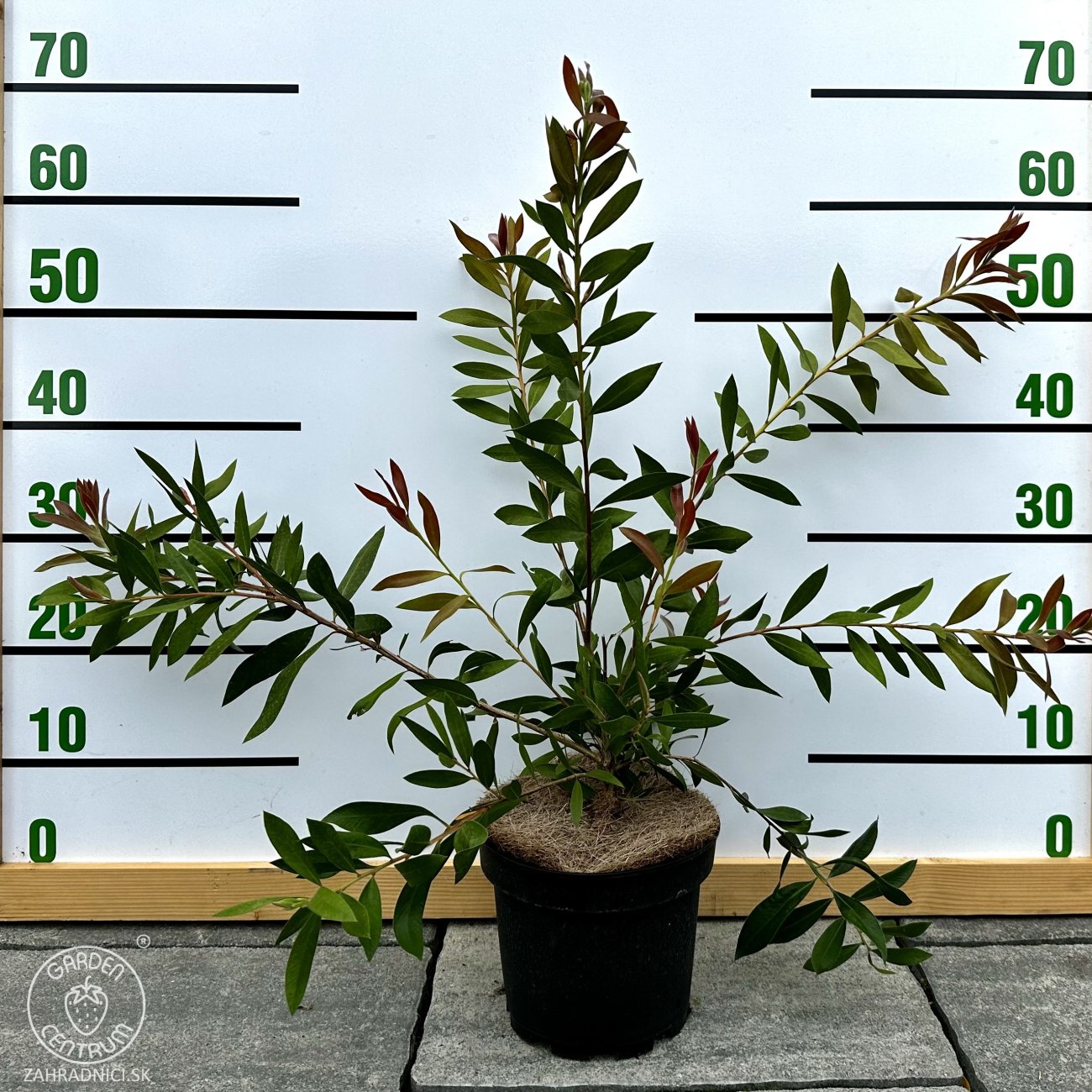 Obrázok Tyčinkovec kopijovitolistý (Callistemon citrinus) ´LAEVIS´ - výška 30-50 cm, C2L, červený