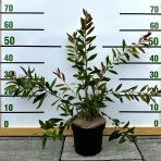 Tyčinkovec kopijovitolistý (Callistemon citrinus) ´LAEVIS´ - výška 30-50 cm, C2L, červený