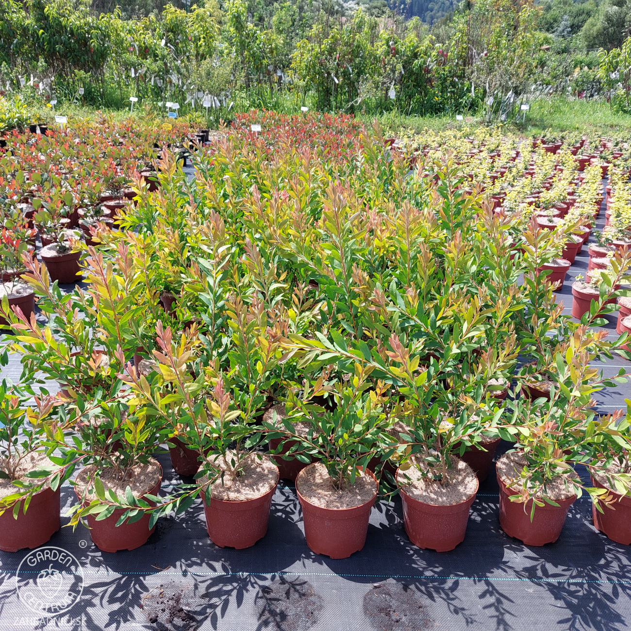 Obrázok Tyčinkovec kopijovitolistý (Callistemon citrinus) ´LAEVIS´ - výška 30-50 cm, C2L, červený