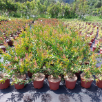 Tyčinkovec kopijovitolistý (Callistemon citrinus) ´LAEVIS´ - výška 30-50 cm, C2L, červený