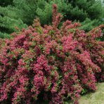 Vajgela kvetnatá (Weigela florida) ´NEWPORT RED´ - výška 80-100 cm, kont. C30L/C45L