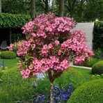 Vajgela kvetnatá (Weigela florida) ´STYRIACA´ - výška 100-130 cm, kont. C3L – NA KMIENKU