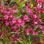 Vajgela kvetnatá (Weigela florida) ´BRISTOL RUBY´ - výška 110-120 cm, kont. C4L – NA KMIENKU