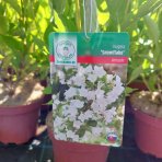 Vajgela kvetnatá (Weigela florida) ´BRISTOL SNOWFLAKE´ - výška 50-70 cm, kont. C3L