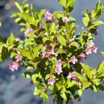 Vajgela kvetnatá (Weigela florida) ´STYRIACA´ - výška 100-130 cm, kont. C3L – NA KMIENKU