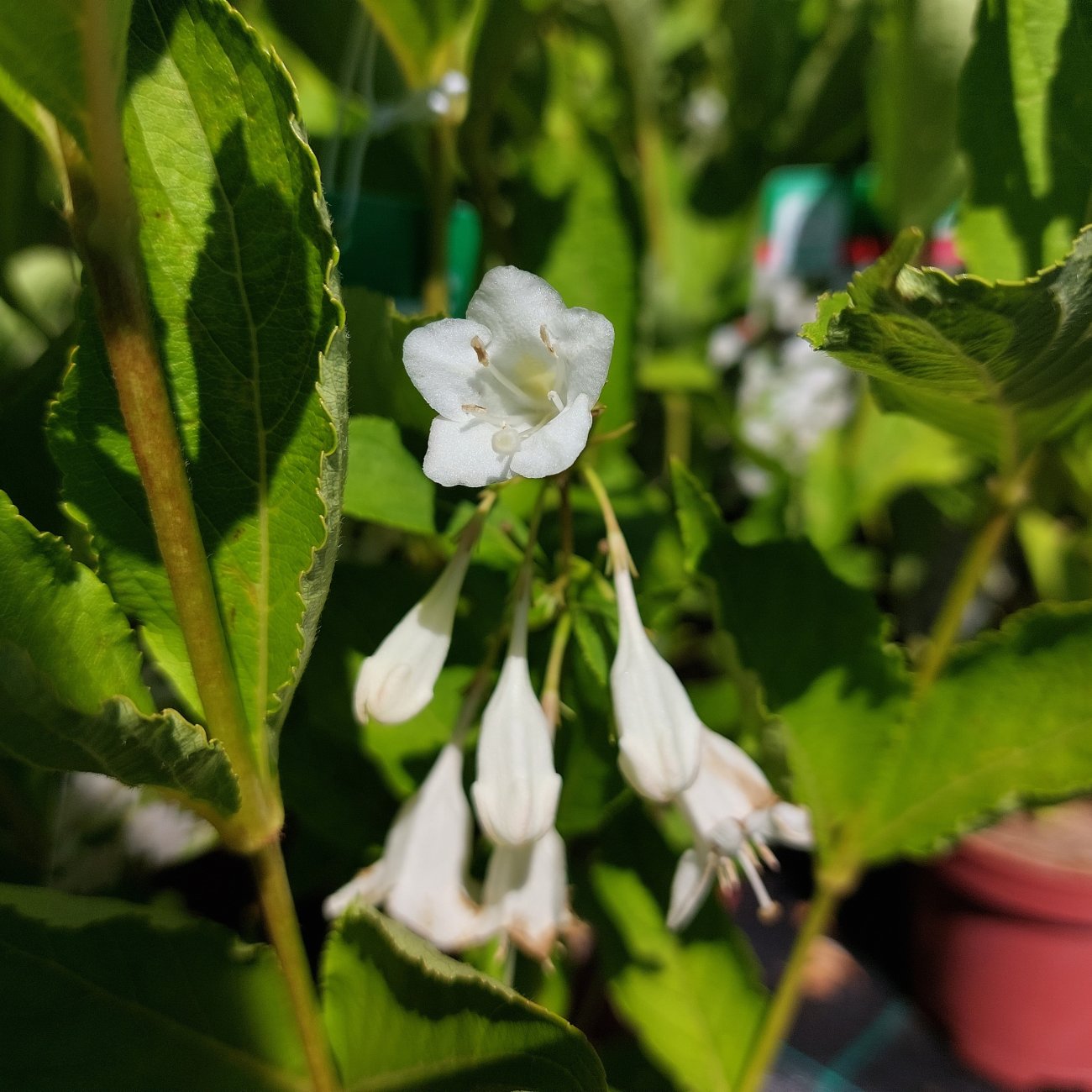 Obrázok Vajgela kvetnatá (Weigela florida) ´BRISTOL SNOWFLAKE´ - výška 50-70 cm, kont. C3L