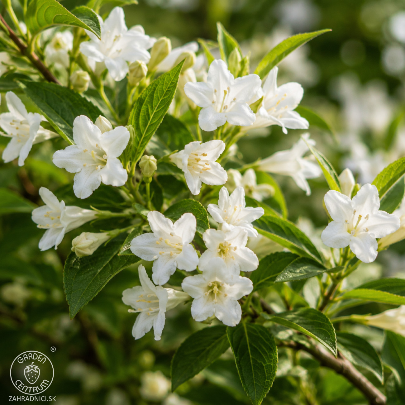 Obrázok Vajgela kvetnatá (Weigela florida) ´CANDIDA´ - výška 110-140 cm, kont. C4L - NA KMIENKU