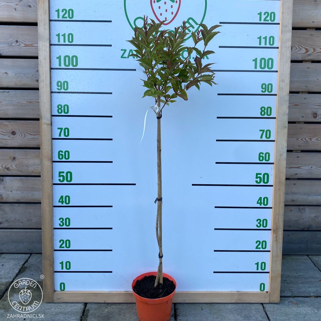 Obrázok Vajgela kvetnatá (Weigela florida) ´CANDIDA´ - výška 110-140 cm, kont. C4L - NA KMIENKU
