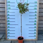 Vajgela kvetnatá (Weigela florida) ´CANDIDA´ - výška 110-140 cm, kont. C4L - NA KMIENKU