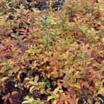 Vajgela kvetnatá (Weigela florida) ´NANA VARIEGATA´® - výška 30-40 cm, kont. C2L