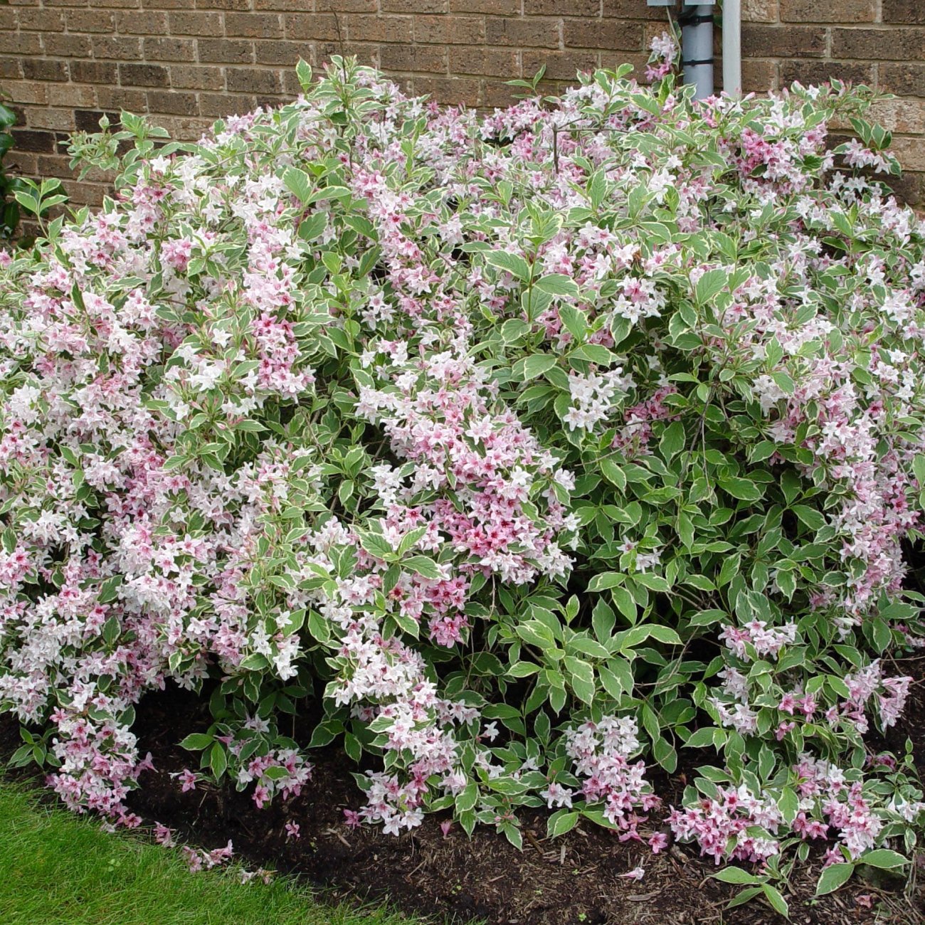 Obrázok Vajgela kvetnatá (Weigela florida) ´NANA VARIEGATA´® - výška 30-40 cm, kont. C2L