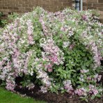 Vajgela kvetnatá (Weigela florida) ´NANA VARIEGATA´® - výška 30-40 cm, kont. C2L