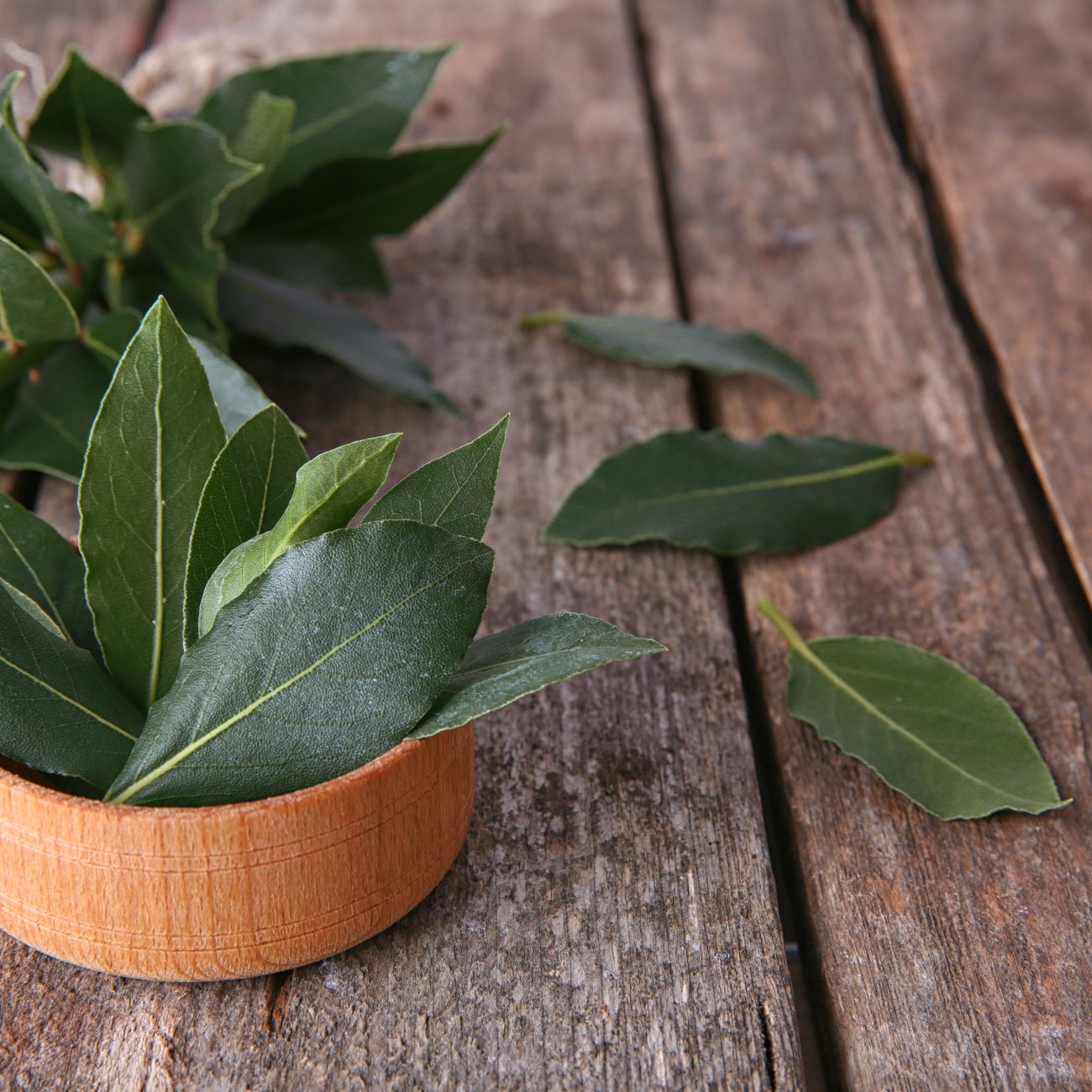 Obrázok Vavrín pravý - bobkový list (Laurus nobilis) - výška 40-60cm, kont. C3L