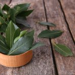 Vavrín pravý - bobkový list (Laurus nobilis) - výška 40-60cm, kont. C3L