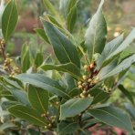 Vavrín pravý (Laurus nobilis) - bobkový list - výška 60-80 cm, kont. C5L - NA KMIENKU  