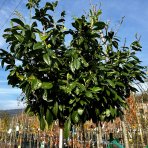 Vavrínovec lekársky (Prunus laurocerasus) ´NOVITA´ - výška 150-180 cm, obvod kmeňa 10/12 cm, kont. C35L (-22°C) NA KMIENKU