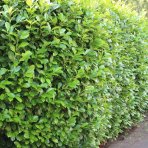 Vavrínovec lekársky (Prunus laurocerasus) ´NOVITA´ - výška 210-240 cm, kont. C25L