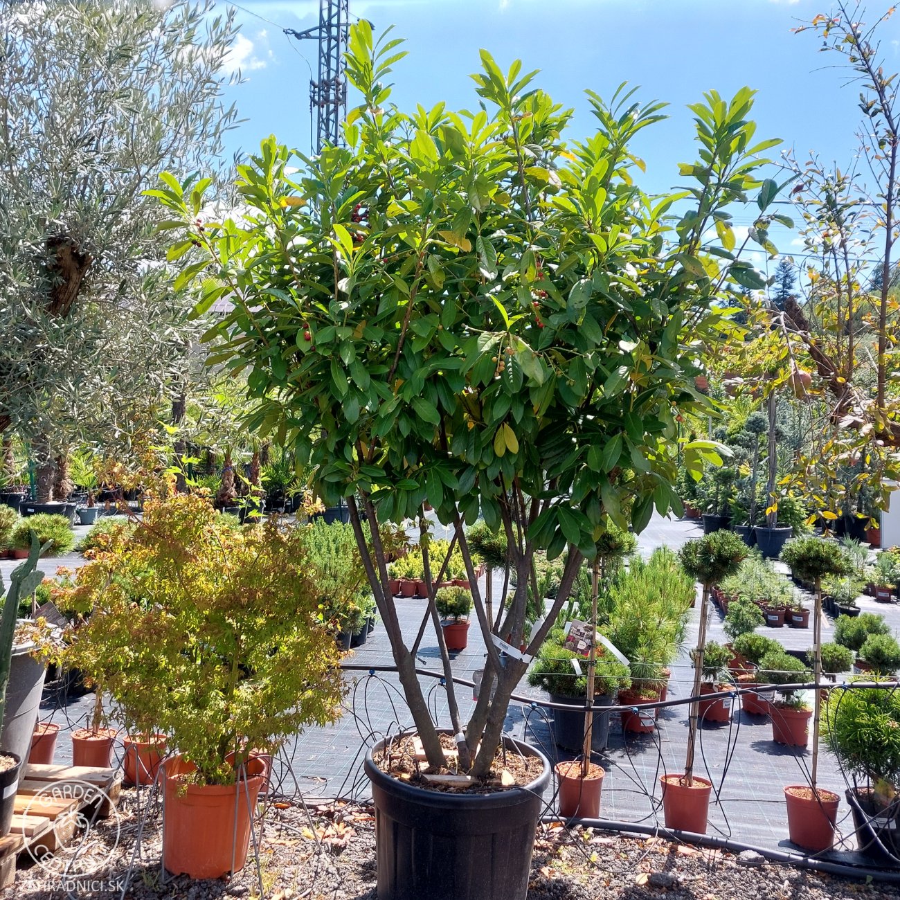 Obrázok Vavrínovec lekársky (Prunus Laurocerasus) ´NOVITA´ - výška 190-220 cm, kont. C90L (-22°C) VIACKMENNÝ