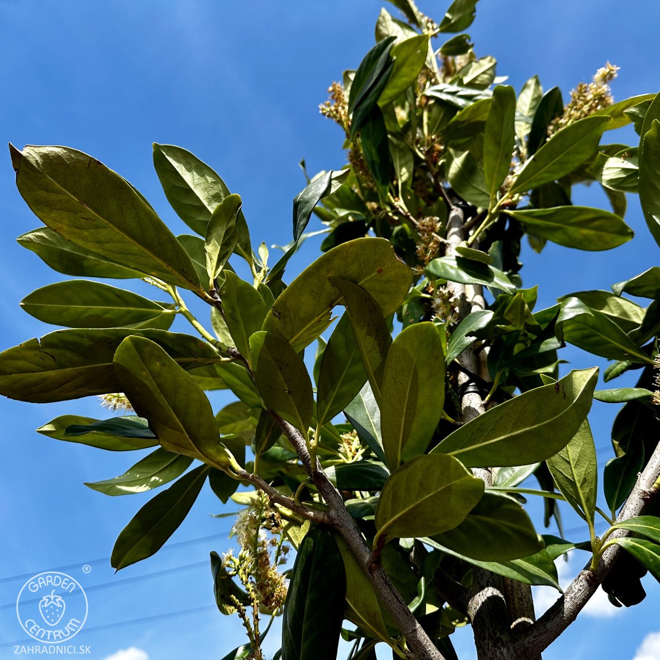 Obrázok Vavrínovec lekársky (Prunus laurocerasus) ´NOVITA´ - výška 270-290 cm, obvod kmeňa 6/8 cm, kont. C20L/ C30L (-22°C) NA KMIENKU