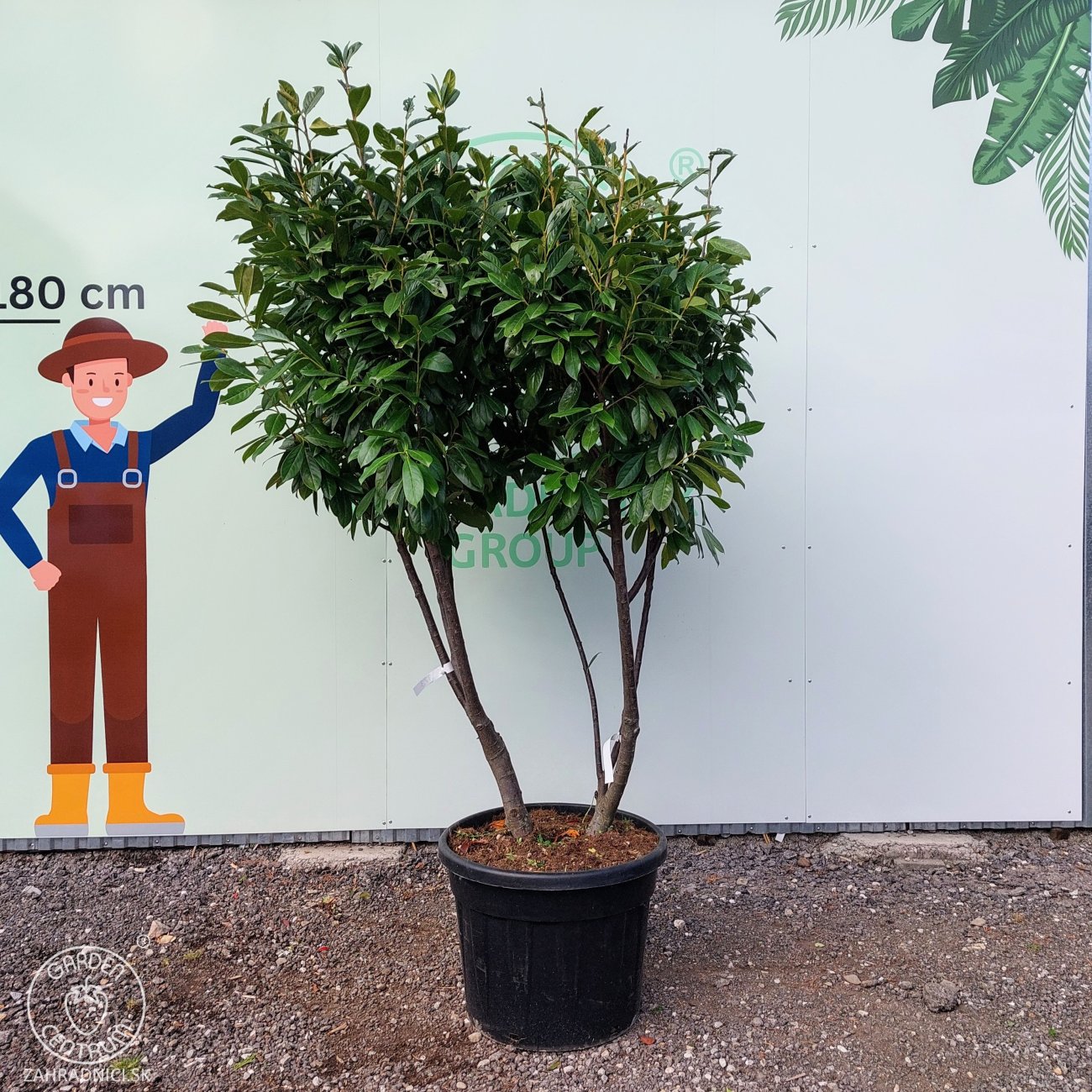 Obrázok Vavrínovec lekársky (Prunus Laurocerasus) ´NOVITA´ - výška 190-220 cm, kont. C90L (-22°C) VIACKMENNÝ