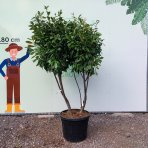 Vavrínovec lekársky (Prunus Laurocerasus) ´NOVITA´ - výška 190-220 cm, kont. C90L (-22°C) VIACKMENNÝ