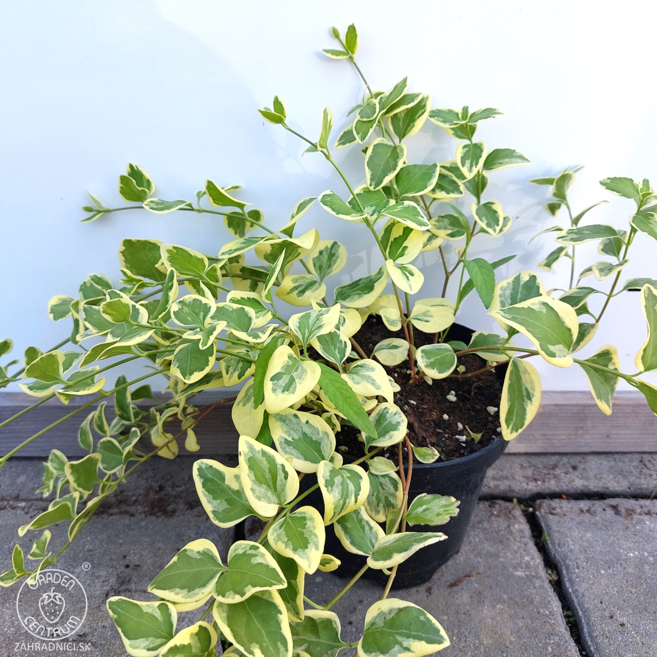 Obrázok Zimozeleň väčšia (Vinca major) ´ARGENTEOVARIEGATA´ - kont. C1.5L
