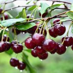 Višňa (Prunus cerasus) ´GRONIASTA´ - stredne skorá, výška 120-150 cm, voľnokorenná