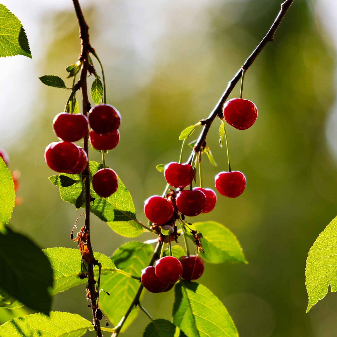 Obrázok Višňa - čerešňa višňová (Prunus cerasus) ´PANDA´ - stredne skorá, výška 120-150 cm, voľnokorenná