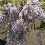 Vistéria čínska (Wisteria sinensis) ´PROLIFIC´- výška 190-210 cm, obvod kmeňa 8/10 cm, kont. C20L - NA KMIENKU