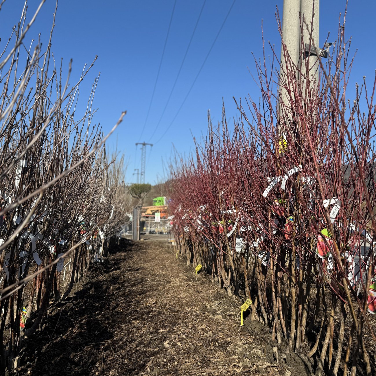 Obrázok Čerešňa vtáčia (Prunus avium) ´SCHNEIDEROVA´ - neskorá, výška 120-150 cm, voľnokorenná