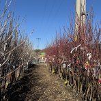 Čerešňa vtáčia (Prunus avium) ´SCHNEIDEROVA´ - neskorá, výška 120-150 cm, voľnokorenná