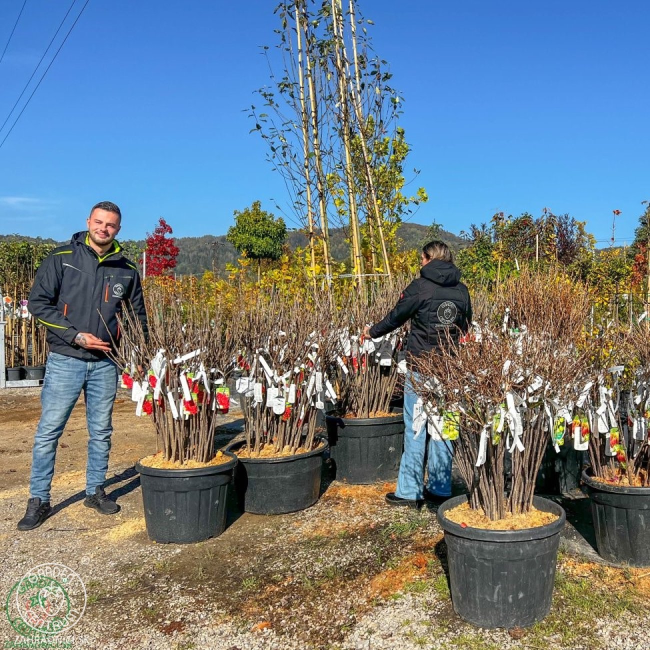 Obrázok Ríbezľa červená (Ribes rubrum) ´JONKHEER VAN TETS´ - skorá, výška 40-60 cm, voľnokorenná - KRÍKOVÁ
