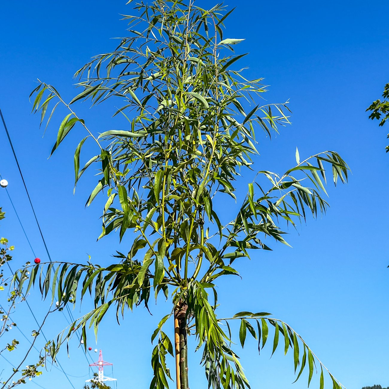 Obrázok Vŕba babylonská (Salix Babylonica) - výška 300-350 cm, obvod kmeňa 6/8 cm, kont. C55L - NA KMIENKU
