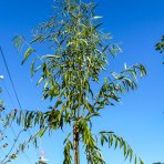 Vŕba babylonská (Salix Babylonica) - výška 300-350 cm, obvod kmeňa 6/8 cm, kont. C55L - NA KMIENKU