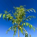 Vŕba babylonská (Salix Babylonica) - výška 300-350 cm, obvod kmeňa 6/8 cm, kont. C55L - NA KMIENKU