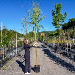 Vŕba babylonská (Salix Babylonica) - výška 300-350 cm, obvod kmeňa 6/8 cm, kont. C55L - NA KMIENKU