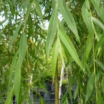 Vŕba smútočná (Salix sepulcralis) ´CHRYSOCOMA´ - výška 130-170 cm, kont. C5L