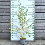 Vŕba smútočná (Salix sepulcralis) ´CHRYSOCOMA´ - výška 130-170 cm, kont. C5L