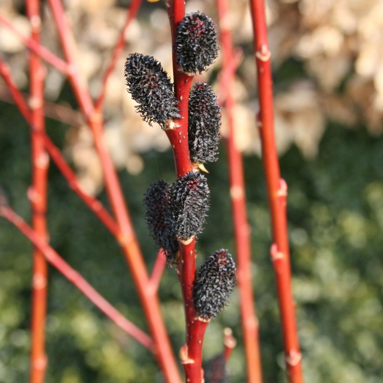 Obrázok Vŕba čiernokvetá (Salix gracilistyla melanostachys) ´KUROME´ - výška 70-100 cm, kont. C3L