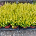 Vres obyčajný (Calluna vulgaris) ´AGNETA´ - výška 10-20 cm, C1L/P9