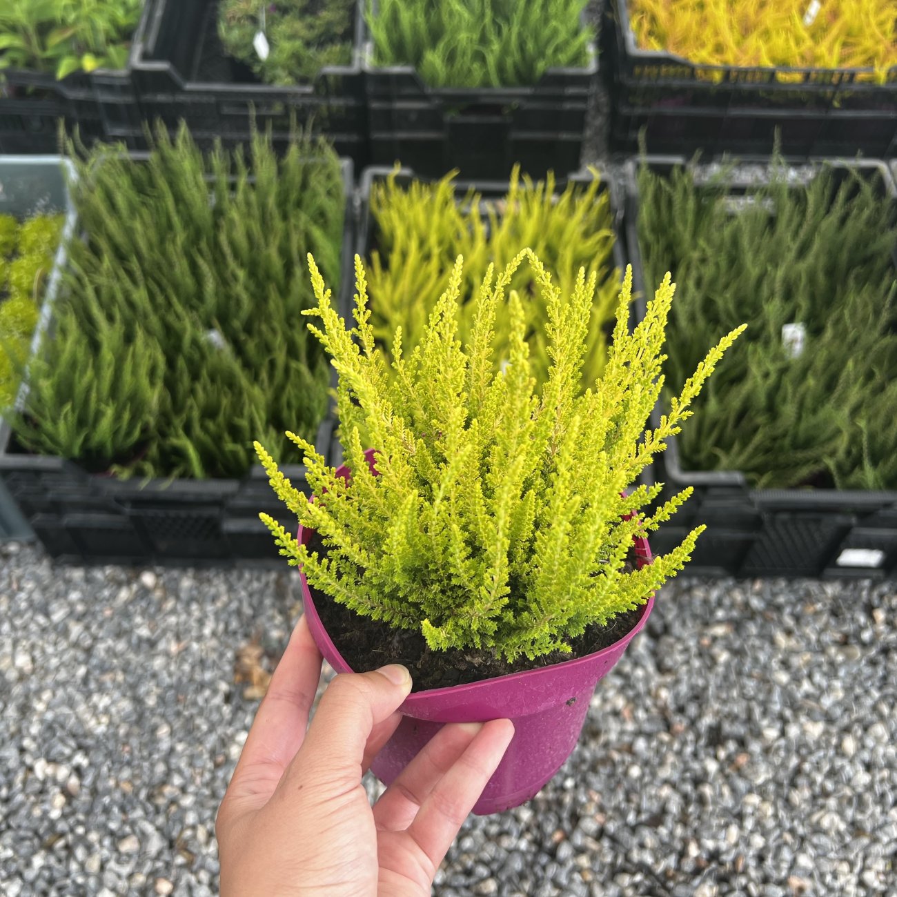Obrázok Vres obyčajný (Calluna vulgaris) ´SEA STAR´ - výška 10-20 cm, kont. C1.5L