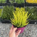 Vres obyčajný (Calluna vulgaris) ´SEA STAR´ - výška 10-20 cm, kont. C1.5L