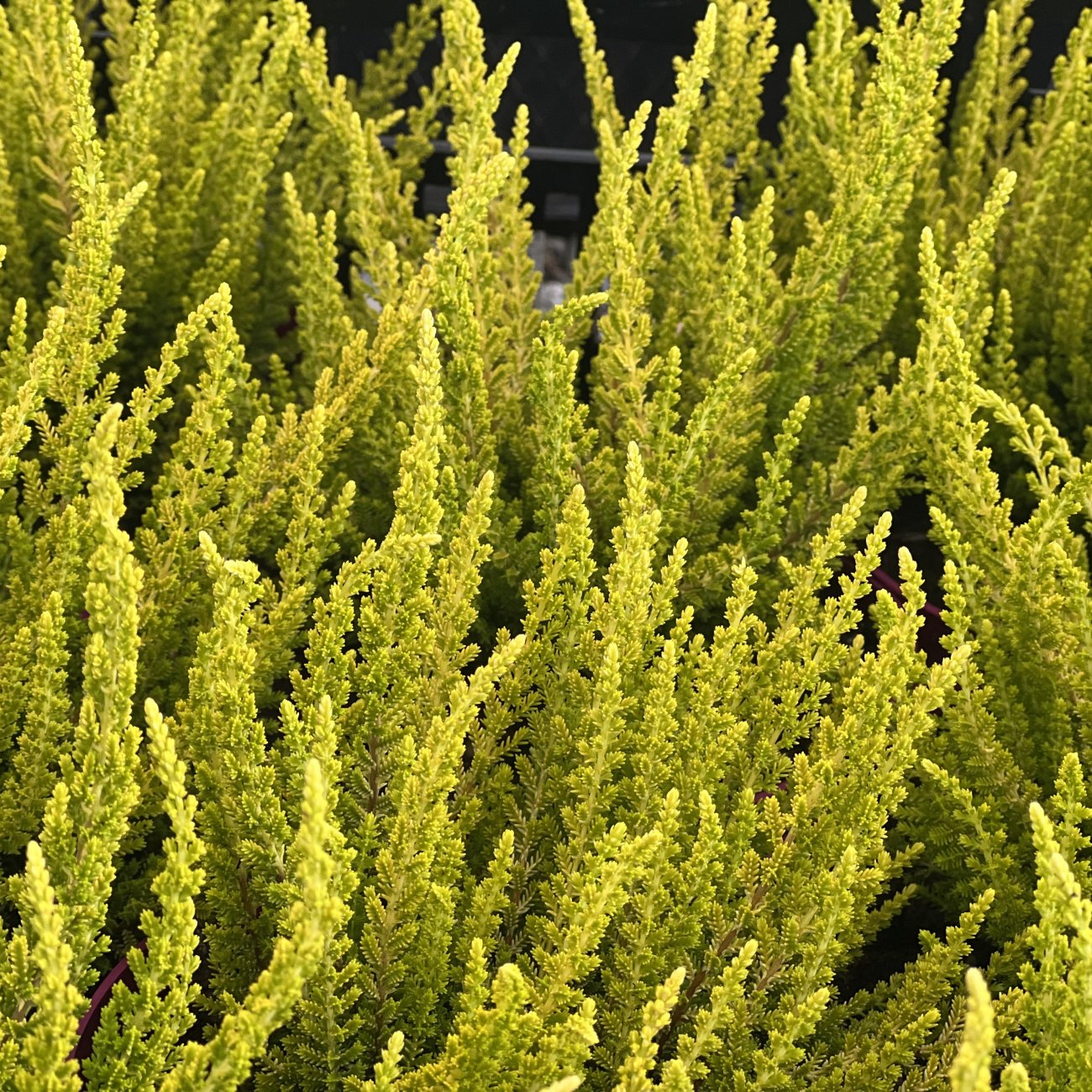 Obrázok Vres obyčajný (Calluna vulgaris) ´SEA STAR´ - výška 10-20 cm, kont. C1.5L