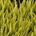 Vres obyčajný (Calluna vulgaris) ´SEA STAR´ - výška 10-20 cm, kont. C1.5L