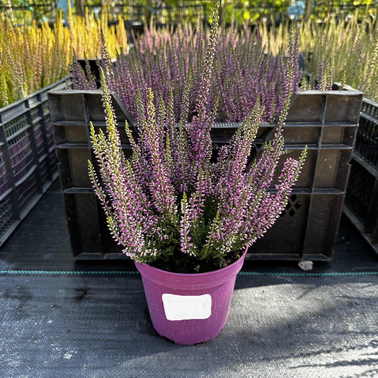Obrázok Vres obyčajný (Calluna vulgaris) ´LEA FRUH´ - výška 10-20 cm, kont. C1L