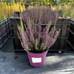 Vres obyčajný (Calluna vulgaris) ´LEA FRUH´ - výška 10-20 cm, kont. C1L