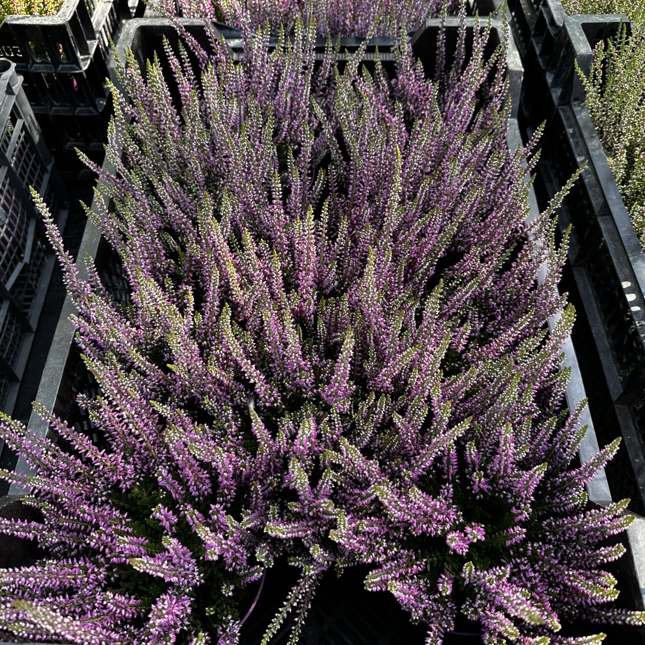 Obrázok Vres obyčajný (Calluna vulgaris) ´LEA FRUH´ - výška 10-20 cm, kont. C1L
