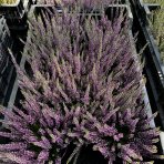 Vres obyčajný (Calluna vulgaris) ´LEA FRUH´ - výška 10-20 cm, kont. C1L